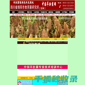 羊肚菌